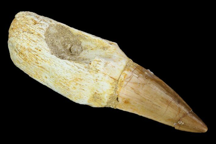 Fossil Rooted Mosasaur (Eremiasaurus) Tooth - Morocco #117005